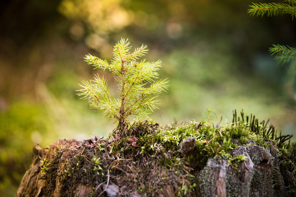 An image of a small fir sprout growing out of a moss-covered stump.