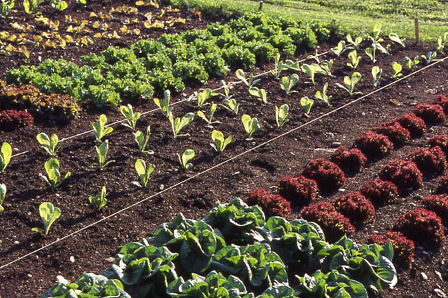 An image of multiple crops planted in multicolored, neat rows.