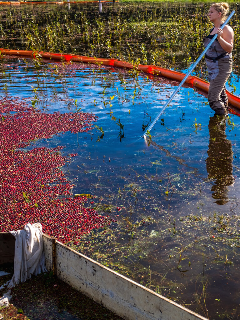 An image of a woman harvesting cranberries in the water.