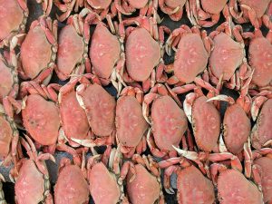 An image of crabs so symmetrically placed - one right after the other - that they almost look like a background texture.