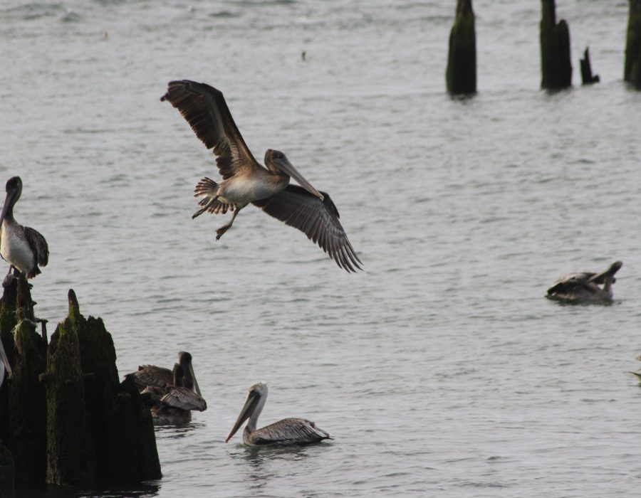 An image of gulls gathered near the beach - the camera is focusing on one in particular as it takes flight over the water.