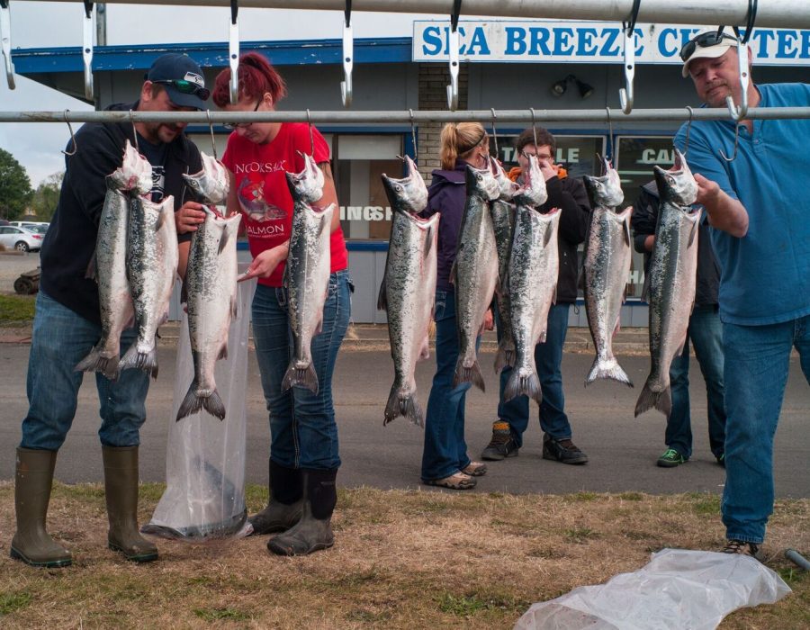 An image of Ilwaco locals selecting fresh-caught salmon from a line.