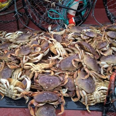 Coho Crabs in a fishing boat.