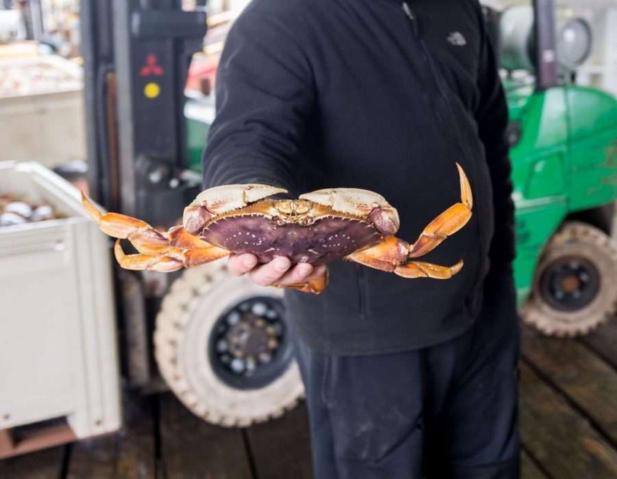An image of a man holding out a freshly caught crab for the viewer to see.