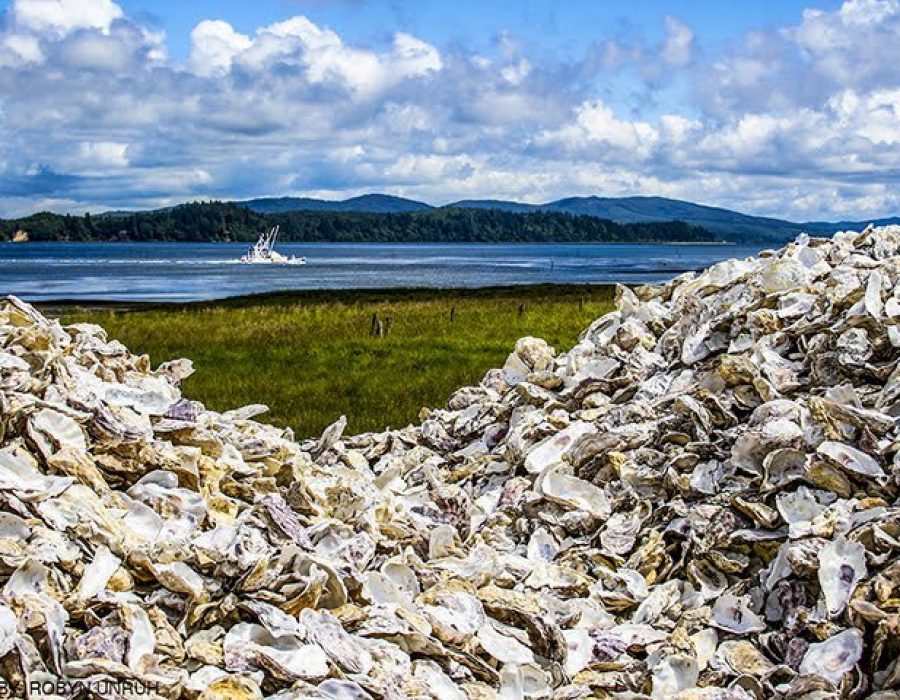 An image of a massive heap of shucked oysters piled high outdoors with a view of the water and mountains in the distance.