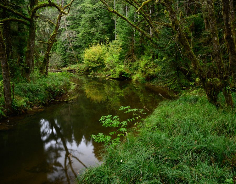 An image of a lush forest with a river running through it.