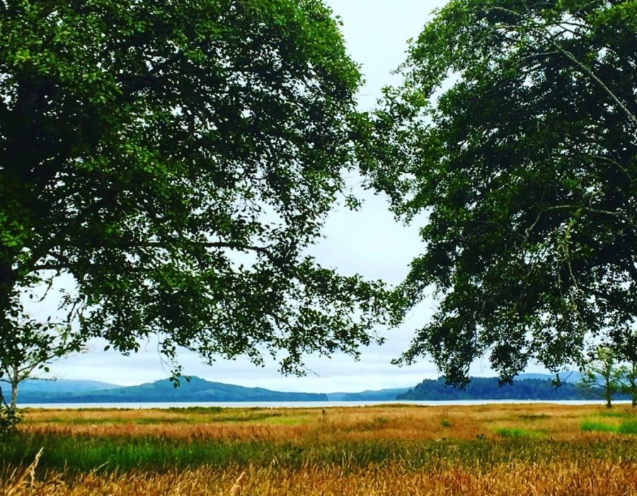 An image of bright orange fields flanked by green trees. You can see the water and blue silhouettes of the mountains in the distance.