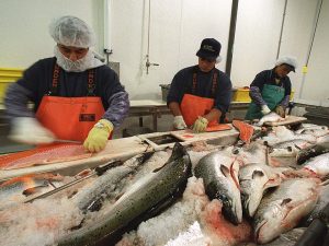 An image of workers prepping the fresh catch of the day to be sold in the local fish markets.