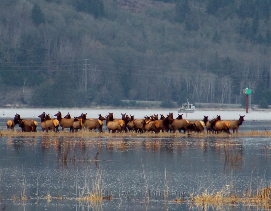 An image of a herd of elk - mostly cows (Female Elk) crossing the river.