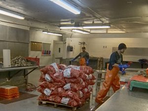An image of two workers in the oyster processing center as they go about their day.