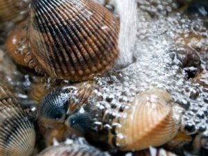 A closeup image of clams as they're being washed.