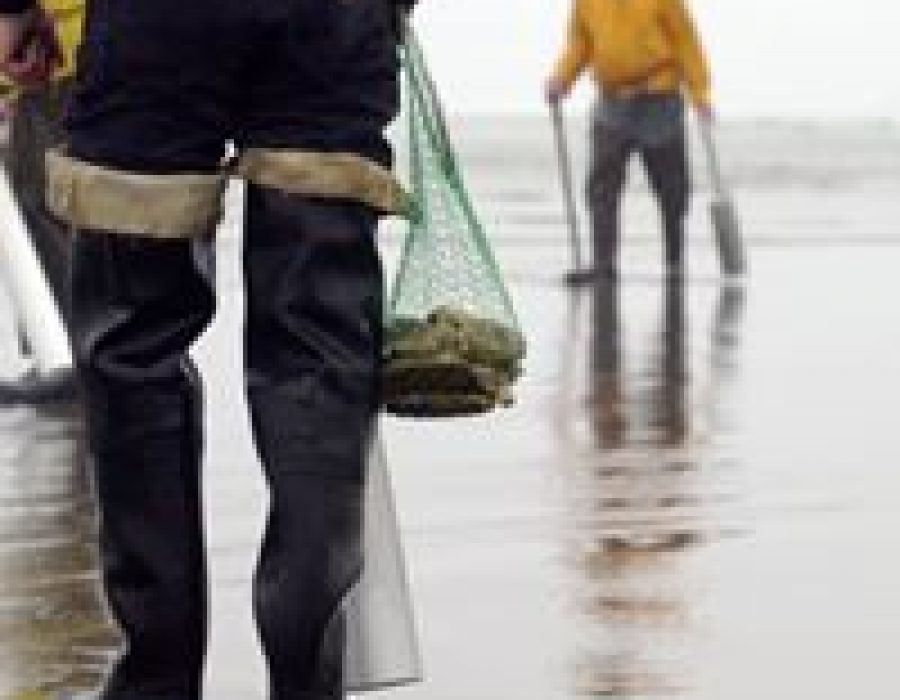 Image of two workers out on the beach digging for clams.