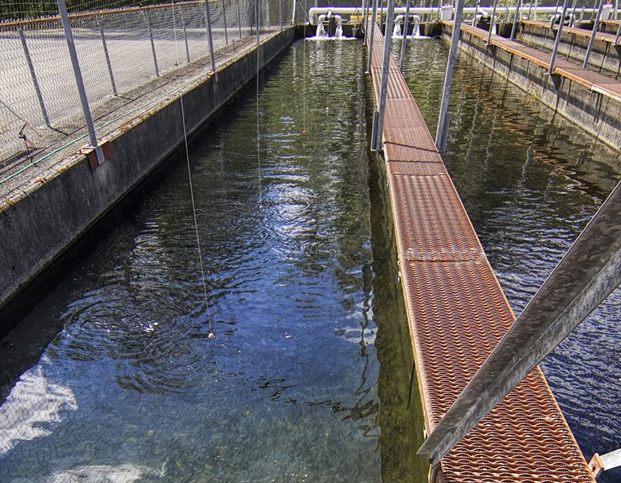 fishhatchery