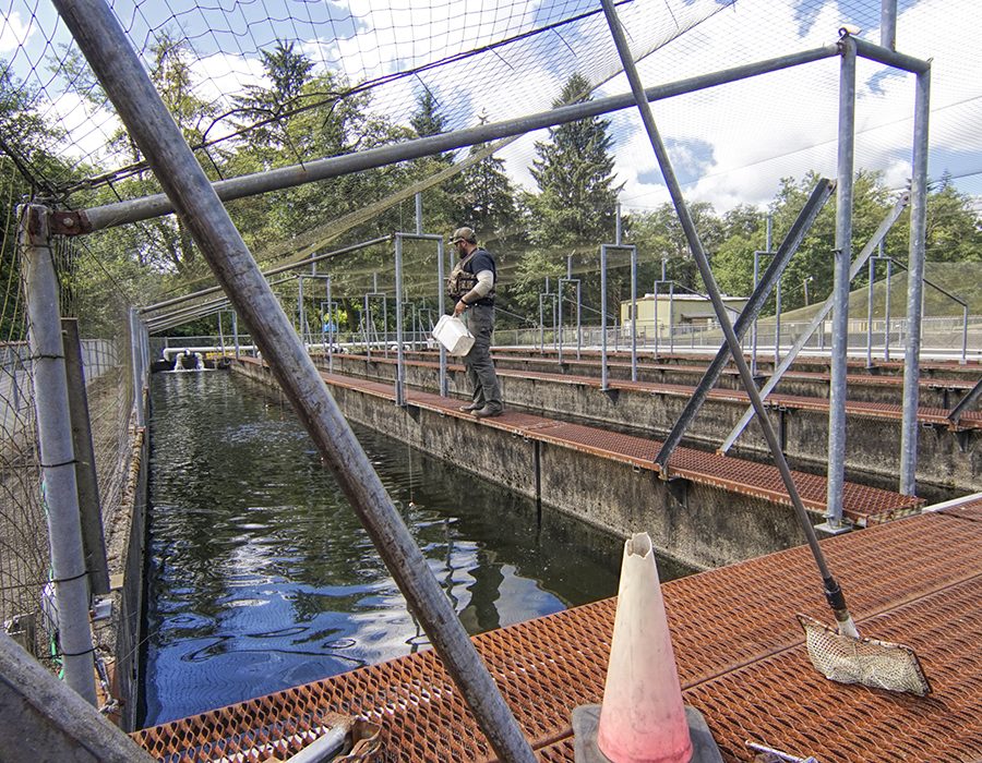 fishhatcheryfeeding