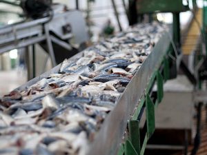 An image of herring fish being moved down a conveyor belt for processing.
