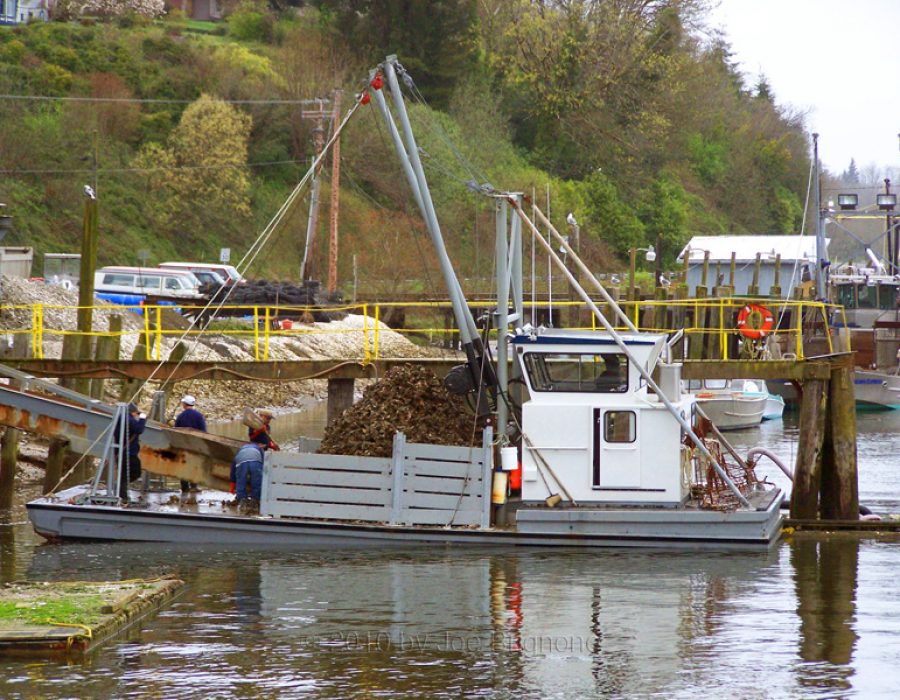 An image of an oyster barge loading up on fresh willipa bay oysters.