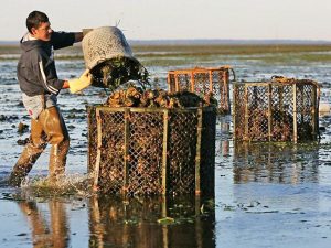 An image of a man harvesting oysters into large baskets on Willipa Bay