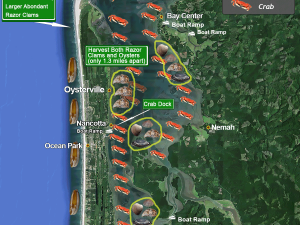 A map indicating what oysters can be harvested from where along the Willapa Bay coast.